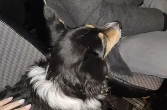 Найдена собака, Нижний Новгород, фото: Найдены две овчарки на площади Лядова, нужна помощь!