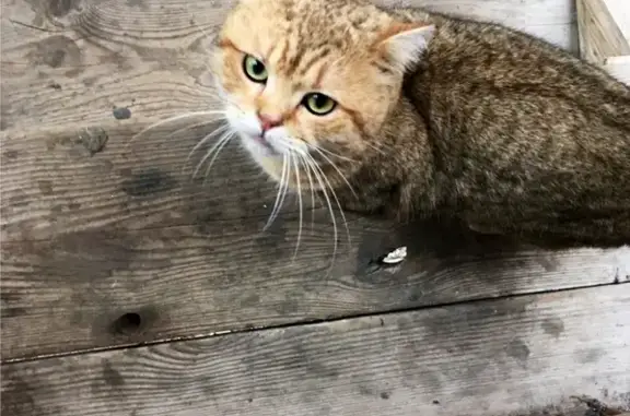 Найден кот в Астрахани, ищем передержку