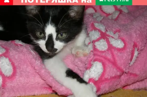 Пропал кот Тошка, ул. Захарова 24, Красноперекопск