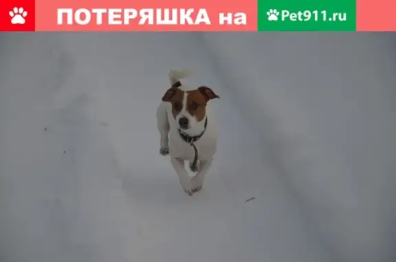 Пропала собака в Судже, Курская область, Россия