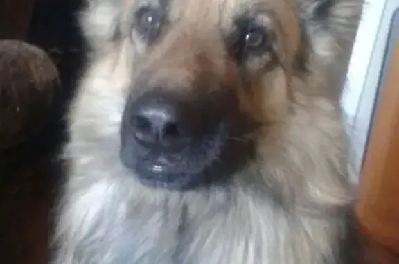 Пропала собака в Ноябрьске, помесь кавказкой овчарки и немецкой, кличка Фокс.