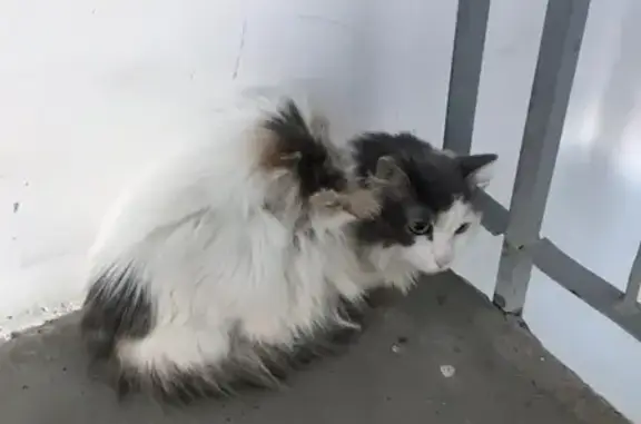 Найдена кошка в ЖК Академия, Иркутск