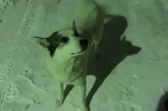 Собака найдена в Скорняково 2Б, Великоустюгский район