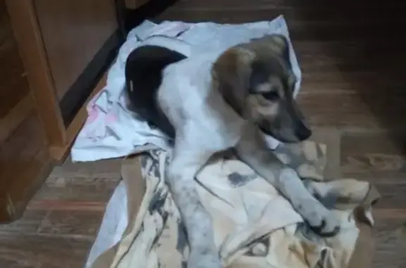 Найден щенок гончей в Рождественскую ночь на трассе, Ульяновск