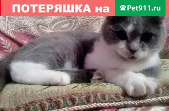 Пропала кошка в Унече, Белец, ул. Комсомольская.