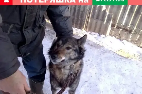 Найдена собака в Ишиме, Тюменская область.