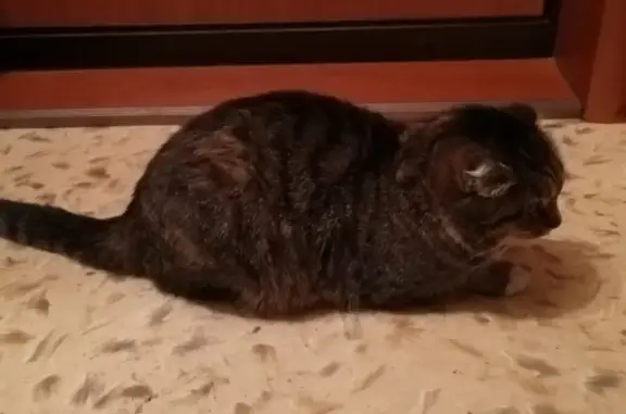 Найдена камышовая кошка в Академическом (Екатеринбург)