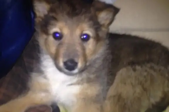 Собаки потеряшки, Великий Новгород, фото: Потеряшка собака на ул. Десятинной, Великий Новгород