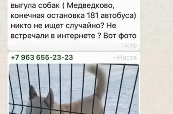 Собака найдена в сквере на Олонецком проезде.