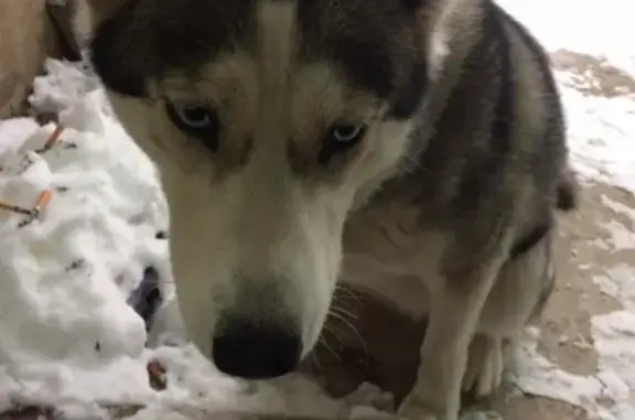 Найдена собака породы Хаски в Урюпинске