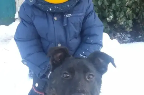 Найден породистый щенок в Керчи, ищем хозяина