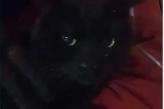 Найден черный котик около магазина 