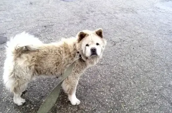 Собака чау-чау найдена в Анапе, Краснодарский край