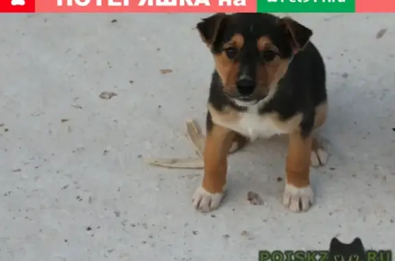 Найдены щеночки в Красноярске, нуждаются в доме
