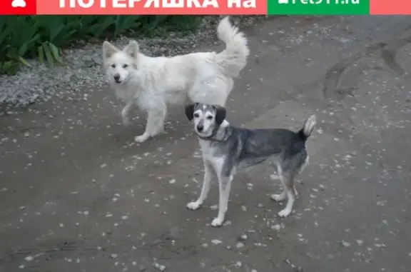Пропал белый пёс Снежок в Краснодаре, видели возле парка 