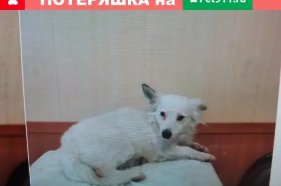 Найдена белая собака в Воскресенском районе, Московская область