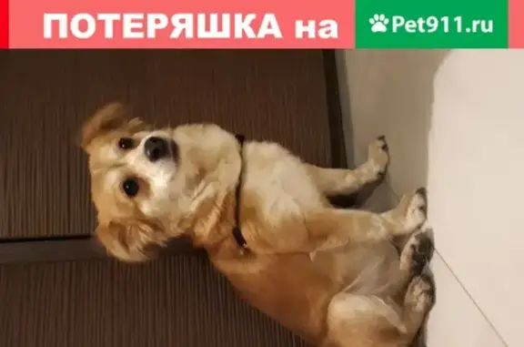 Собака найдена на проспекте Космонавтов, 46