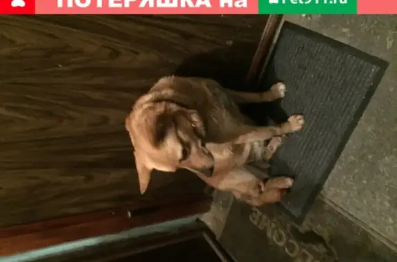Найдена собака в районе 3-й Сов. больницы, Саратов