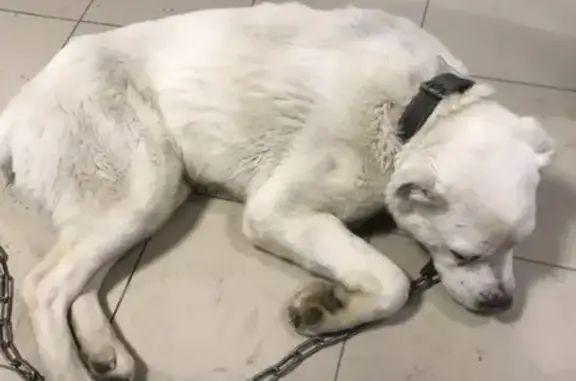 Найдена собака в Тюмени, порода алабай, белый окрас с пятнышком.