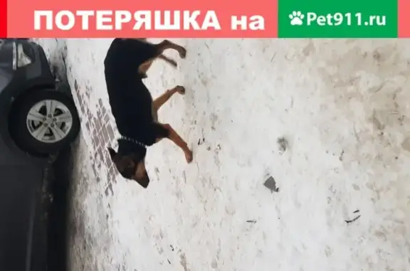 Собака на ул. Московской в Пензе найдена