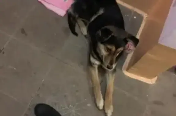 Потерянная собака в Калтане, спокойная и замерзшая