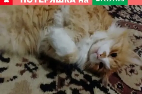 Пропали кошка и кот в Боровичах, Россия