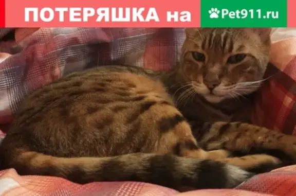 Пропала кошка в Пушкино, МО, ул. Пушкинская, частный сектор, 7 января.