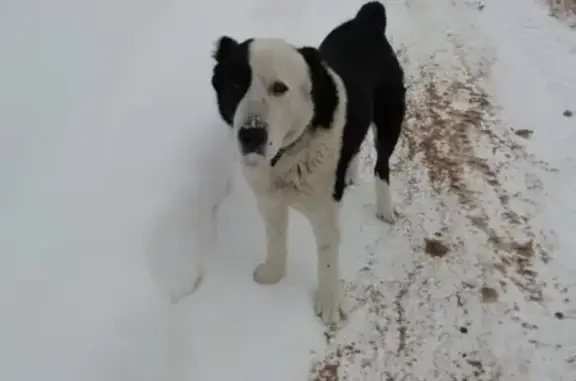 Найдена собака возле ТЭЦ-3 в Казани