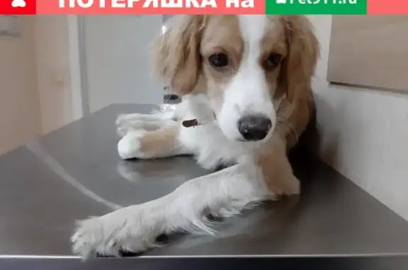 Найдена собака на ул. Свердловская