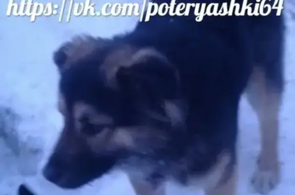 Найдена собака с красным ошейником в Саратове, ул. Ново-Астраханское шоссе