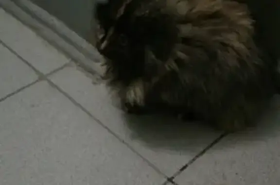 Найдена домашняя кошка в Чебоксарах