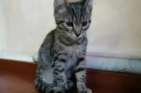 Найден котенок в Пскове, ищет дом!