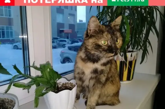 Найдена кошка на ул. Циолковского, забрали домой