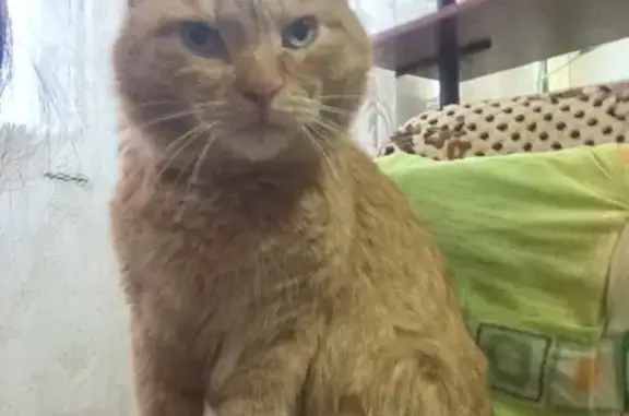 Найден рыжий кот в Тюмени, ищу хозяев