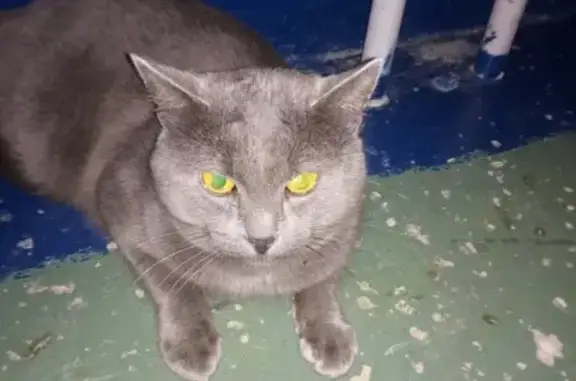 Найден пугливый кот в Липецке