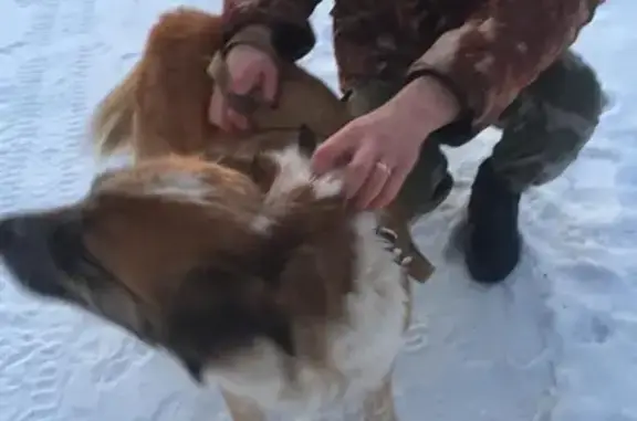 Найдена собака в Солнечногорске, М.о.
