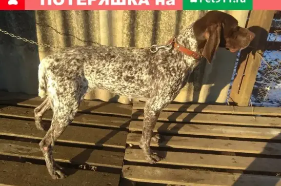 Найдена собака курцхаар в Краснодаре