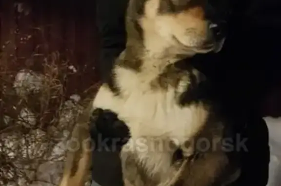 Найдена домашняя собака в скрытой деревне