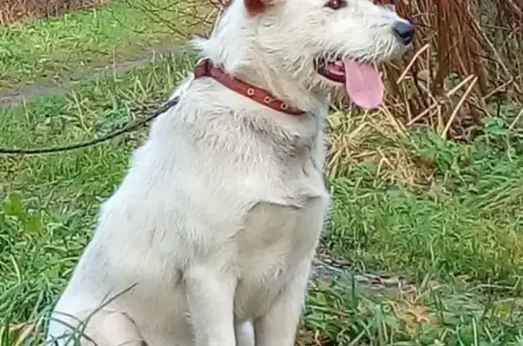 Пропала собака в Гатчине, прошу помочь!