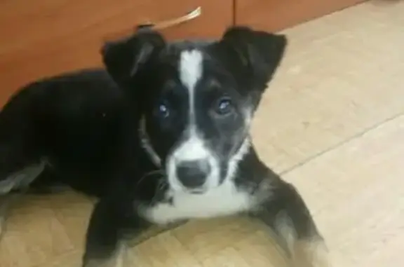 Пропала собака в Кировском районе Казани