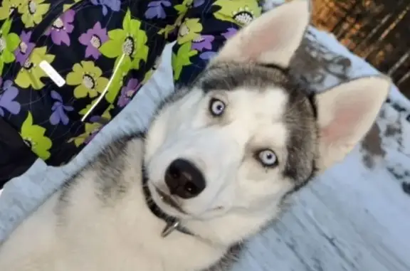 Собаки потеряшки, Мийнальское, фото: Потеряшка собака Хаски Грей в Карелии, возможно в ЛО