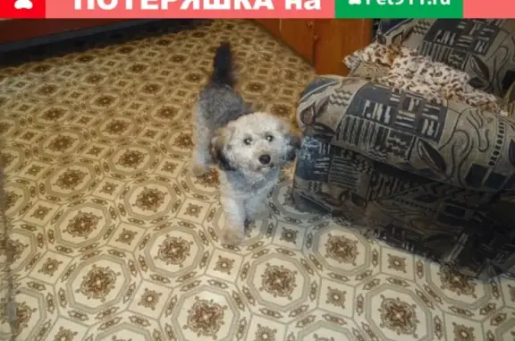 Пропала собака в Кемерово, звоните