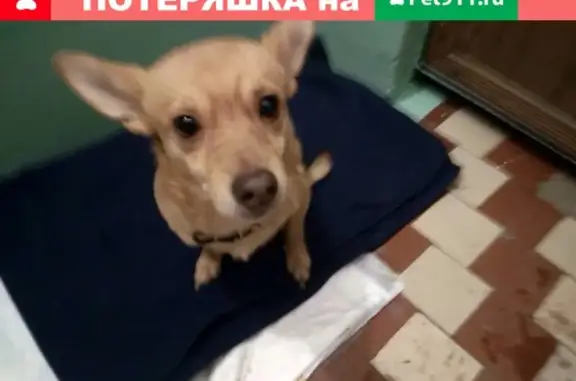 Найдена собака в Челябинске, ищем хозяина!