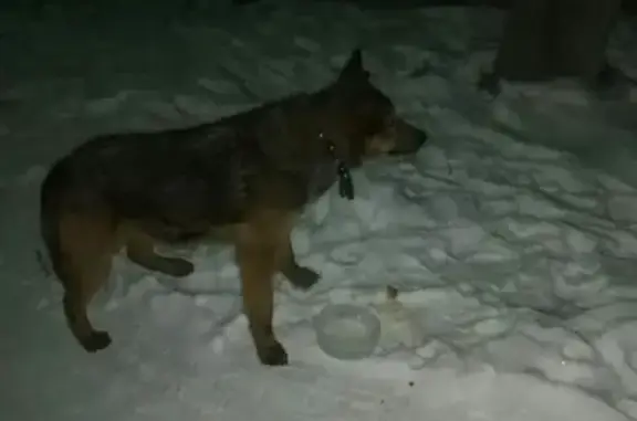 Найден щенок в Шимановске, район Ленина-Mухина