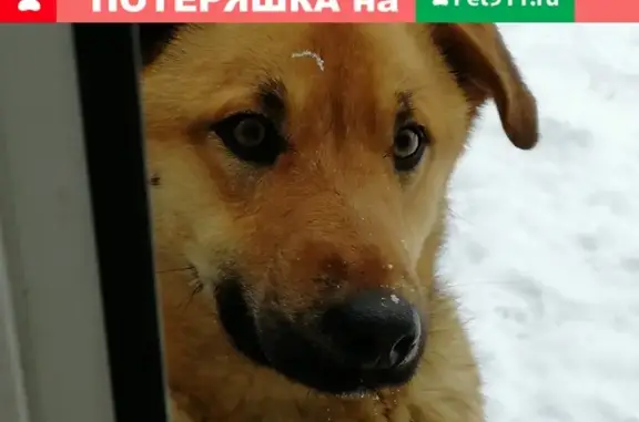 Пропал пёс Мухтар в районе Калмыкова, вознаграждение 2 000 руб.