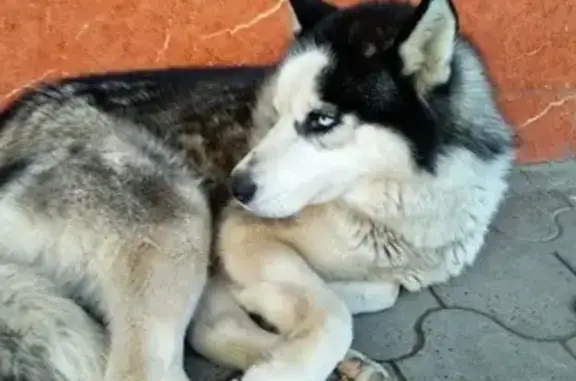 Найдена собака на автостанции в Краснодаре!