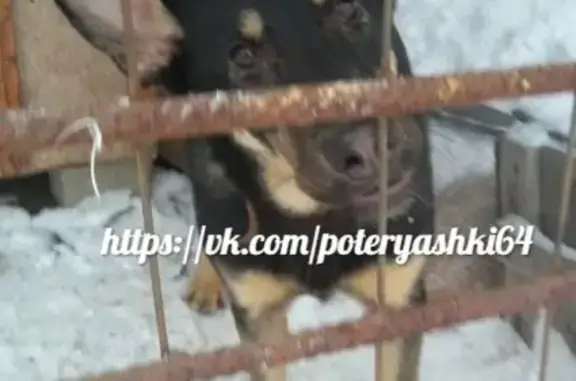Найдена собака в Саратове, Заводском районе