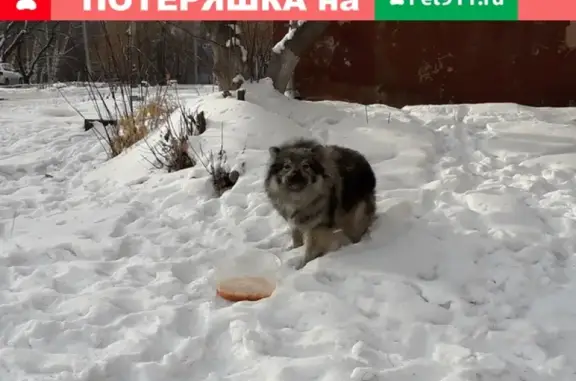 Найдена собака в Академгородке, нужны хозяева!