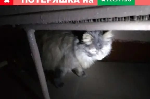 Пропала кошка в Калуге, микрорайон Кубяка