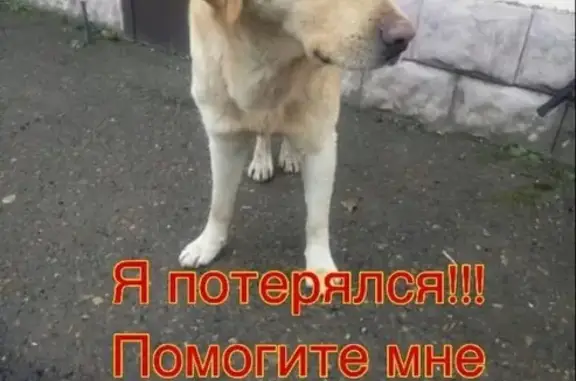 Найдена собака в Кропоткине, Краснодарский край